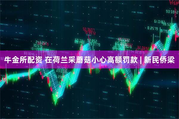 牛金所配资 在荷兰采蘑菇小心高额罚款 | 新民侨梁