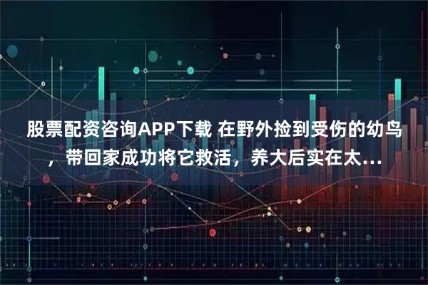 股票配资咨询APP下载 在野外捡到受伤的幼鸟，带回家成功将它救活，养大后实在太…